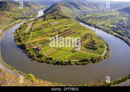 Blick auf eine flussbiegung der Mosel in der Eifelgemeinde Bremm in Deutschland im Sommer. Von den Weinbergen von Calmont aus gesehen, mit blauem Himmel. Stockfoto