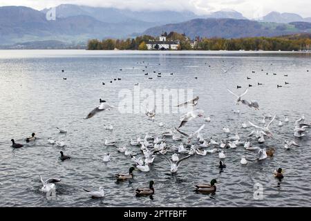 Wasservögel in Gmunden am Traunsee, Österreich, Europa Stockfoto