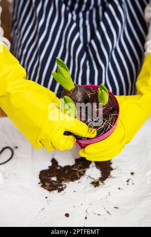 Ein Mädchen in einer gestreiften Schürze transplantiert Hyazinthbirnen aus einem Topf und pflanzt Hyazinthbirnen mit Gartenwerkzeugen Stockfoto