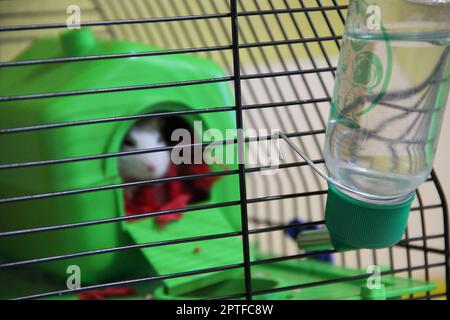 Hamster sitzt im Käfig. Unscharfer Fokus. Weißer Hamster sitzt im Käfig. Hamstergetränk. Kleiner, weißer Hamster im Stubec. Haustier lebt zu Hause. Amüsant an Stockfoto