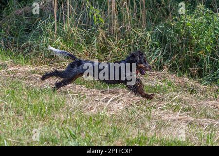 Nasser Hund, der auf einer Wiese rennt Stockfoto