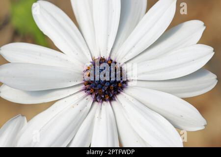 Weiße afrikanische Gänseblümchen, Osteospermum unbekannter Arten und Varietät, Blume mit einem Hintergrund von verschwommenem Holzschnitzelmulch. Stockfoto