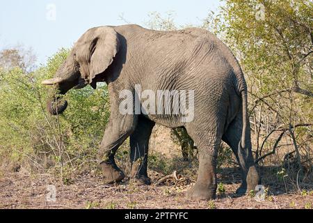 Genießen Sie einen Nachmittagssnack. Der volle Schuss eines Elefanten in freier Wildbahn Stockfoto