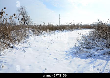 Schneebedeckter wilder Sumpf mit viel gelbem Schilf, bedeckt mit einer Schicht Schnee. Winterlandschaft im Sumpfgebiet Stockfoto