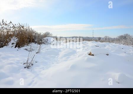 Schneebedeckter wilder Sumpf mit viel gelbem Schilf, bedeckt mit einer Schicht Schnee. Winterlandschaft im Sumpfgebiet Stockfoto