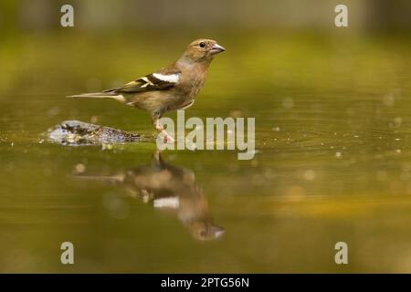 Weibliche Schaffinch, fringilla Coelebs, sitzen in einem flachen Wasser im Teich, um zu trinken oder zu baden. Symmetrische Reflexion eines kleinen Passerinvogel Stockfoto