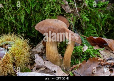 Bucht Bolete mit brauner Kappe wächst auf einem Bemoosten Baumstamm Stockfoto