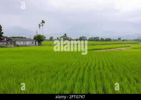 Paddy-Reis-Feld in Yuli von Hualien in Taiwan Stockfoto