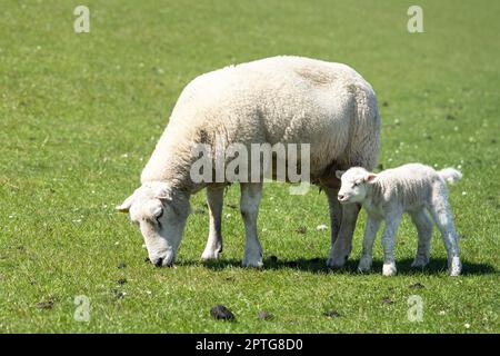 Schafzucht auf der nordfriesischen Insel Pellworm, Grünarbeiter auf dem Deich, Deutschland Stockfoto