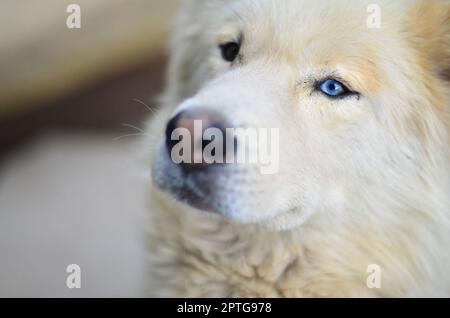 Porträt des Weißen sibirischen Samojeden Husky Hund mit Heterochromia (ein Phänomen, wenn die Augen haben unterschiedliche Farben) tagsüber im Freien Stockfoto