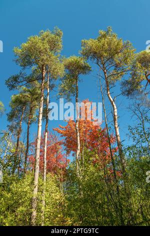 Oktober malt die Wälder mit magischen Farben Stockfoto