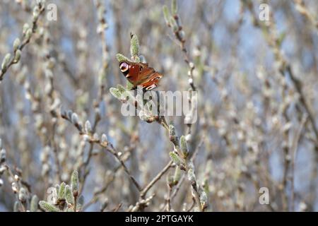 Pfau-Schmetterling auf einer Katze, bunter Schmetterling auf einer blühenden Weide, Makro-Nahaufnahme. Schmetterling in natürlicher Umgebung. Stockfoto
