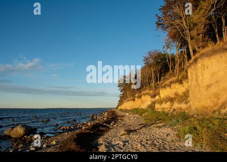 Steile Küste am schwarzen Busch mit Meer und blauem Himmel, auf der Insel Poel an der Ostsee, Deutschland Stockfoto