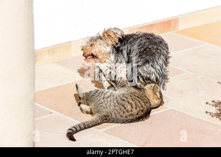 Kampf zwischen Katze und Hund Stockfoto