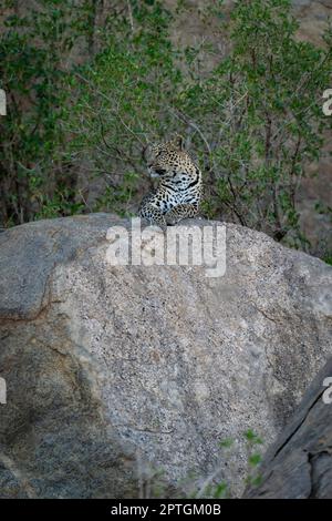 Leopard liegt mit Kopf auf Stein gedreht Stockfoto