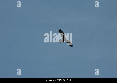 Ein Paar Wedge Tail Eagles (Aquila Audax) leben auf Mount Riddell, nahe Healesville Sanctuary. Sie verursachen Chaos unter den Insassen, wenn sie herfliegen. Stockfoto