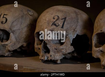 Ein Bild von einem nummerierten Schädel auf Anzeige im Pompeji Besucherzentrum. Stockfoto