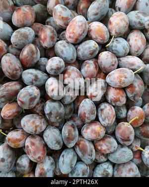 Hintergrund oder Textur von frischen Pflaumenfrüchten im Vollformat. Stockfoto
