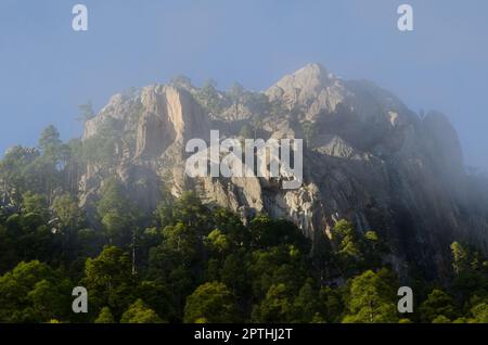 Klippe des Morro de Pajonales und Wald der Kanarischen Insel Kiefer Pinus canariensis im Nebel. Reserve von Inagua. Gran Canaria. Kanarische Inseln. Spanien. Stockfoto