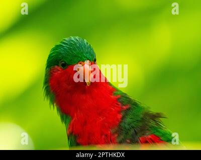 Stephen's Lorikeet, Vini stepheni, ein endemischer Sittich, der auf Henderson Island in der Pitcairn-Gruppe des Südpazifiks gefunden wurde Stockfoto