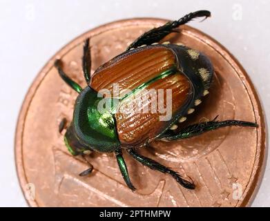 Karlsruhe, Deutschland. 21. April 2023. Im Augustenberg Agricultural Technology Center (LTZ) ist ein präparierter japanischer Käfer (Popillia japonica) auf einer 1-Cent-Münze abgebildet. Kredit: Uli Deck/dpa/Alamy Live News Stockfoto