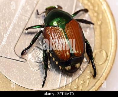 Karlsruhe, Deutschland. 21. April 2023. Am Agricultural Technology Center Augustenberg (LTZ) ist ein taxidermierter japanischer Käfer (Popillia japonica) auf einer 1-Euro-Münze ausgestellt. Kredit: Uli Deck/dpa/Alamy Live News Stockfoto