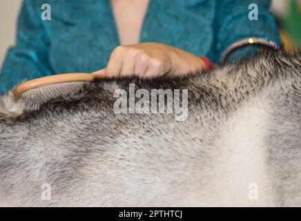 Frau streichelt ihre Hunde kräftig mit Haaren gegen das Korn. Selektiver Fokus Stockfoto