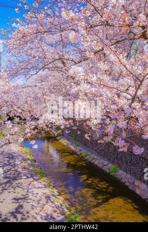 Sumiyoshi Sakura (Kirschblüten entlang Yoshi Shibukawa). Aufnahmeort: Kawasaki City, Präfektur Kanagawa Stockfoto