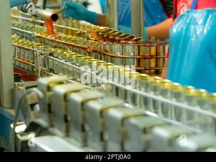 Fischkonserven Fabrik. Lebensmittelindustrie. Sardinen in roter Tomatensauce in Dosen auf dem Förderband in der Lebensmittelfabrik. Verwischen Sie Mitarbeiter, die in Lebensmittelverfahren arbeiten Stockfoto