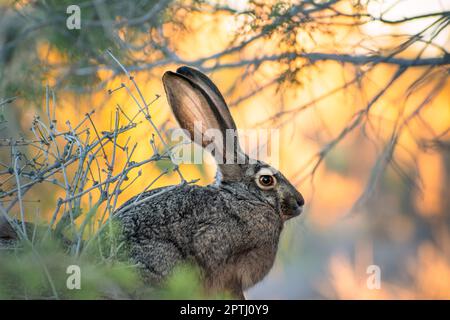 Der Schwarzschwanzhasen (Lepus californicus) oder amerikanischer Wüstenhasen ist der am weitesten verbreitete Hase in Nordamerika. Stockfoto