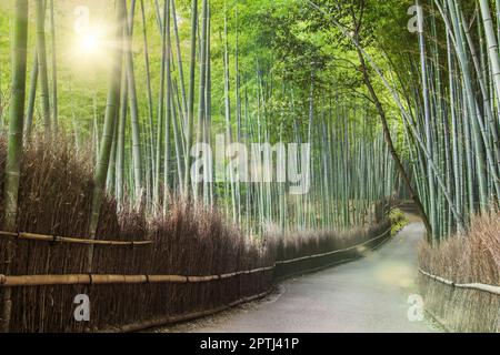 Der Bambuswald Arashiyama niemand auf dem Bild Stockfoto