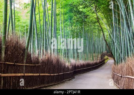 Der Bambuswald Arashiyama niemand auf dem Bild Stockfoto