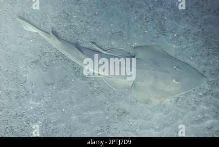 Gitarfische schwimmen auf dem Meeresboden im Porträtblick auf das rote Meer und ägypten Stockfoto