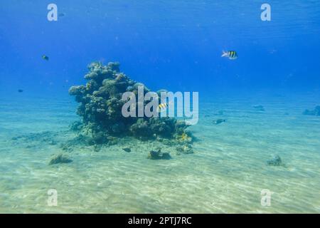 Erstaunliches kleines Riff mit Korallen und Fischen auf dem sandigen Meeresboden in blauem Wasser ägypten Stockfoto