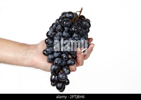 Männerhand mit einem Haufen Trauben, isolierter weißer Hintergrund. Zweig reifer blauer Trauben, Platz für Text Stockfoto