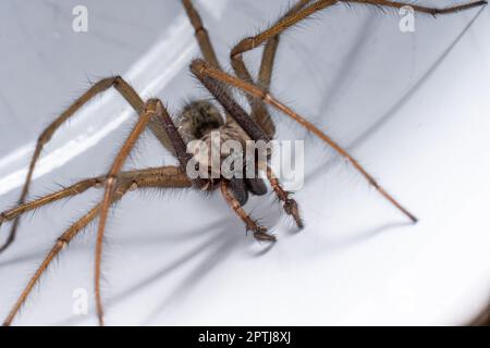 Makrofoto einer Eratigena atrica, auch bekannt als Riesenhausspinne Stockfoto