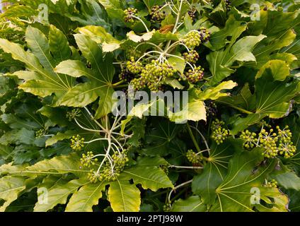 Fatsia japonica (Fatsi) oder japanische Aralia japonica wachsen sehr groß in einem eigenen Garten in North Yorkshire Stockfoto