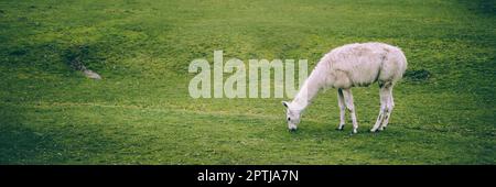 Lama gräbt auf der Wiese, frischt frisches Frühlingsgras. Zoo in Chorzow, Polen Stockfoto