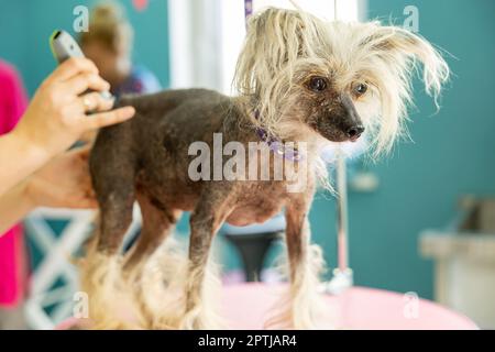 Der Bräutigam in Uniform kämmt den chinesischen Kammhund mit dem Trimmer auf dem Kosmetiktisch. Professionelle Tierpflege Stockfoto