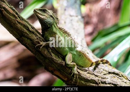 Usti Nad Labem, Tschechische Republik. 26. April 2023. Webers Segelflossenechse, Halmahera Segelflossendrache (Hydrosaurus weberi) wird am 26. April 2023 im Zoo Usti nad Labem, Tschechische Republik, gesehen. Kredit: Ondrej Hajek/CTK Photo/Alamy Live News Stockfoto