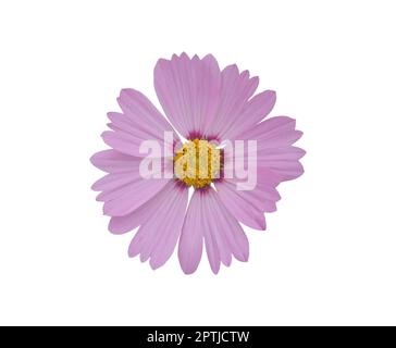 Rosa Cosmos Blume isoliert auf weißem Hintergrund. Blühende Pflanze mit Clipping Pfad. Stockfoto