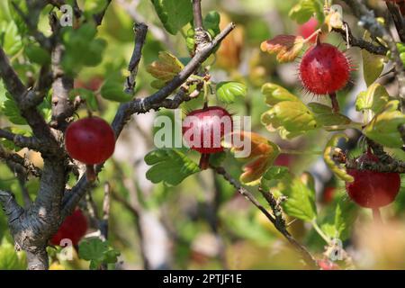 Stachelbeere, Ribes uva crispa unbekannter Sorte, reife rote Frucht in Nahaufnahme mit einem verschwommenen Hintergrund aus Blättern. Stockfoto