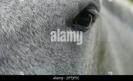 Nahaufnahme des Gesichts eines Pferdes Stockfoto
