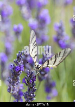 Fenchel Swallowtail auf Lavendel, Provence, Frankreich Stockfoto