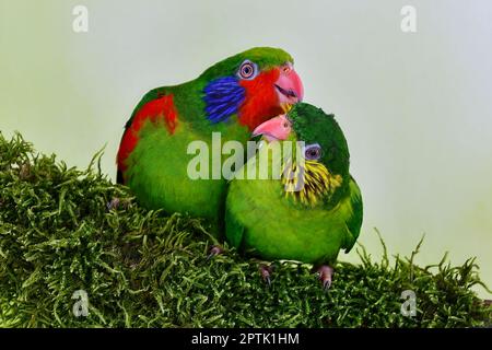 Turteltäubchen, Rotflankenlorikeets, die sich verputzen Stockfoto