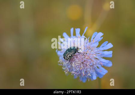 Weiß getupfter Rosenkäfer auf einem Feld scheußlicher, schwarzer Käfer mit weißen Flecken auf einem lila Wildblumenmakro. Stockfoto