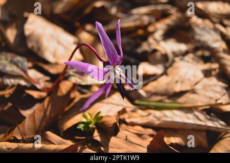 Hundszahn violett oder die Hunde zahnviolett, spät- oder Frühfrühlingspflanze in Lilienfamilie mit Fliederblüte und eifem oder lanzetem Blatt, weiße Birne, Stockfoto