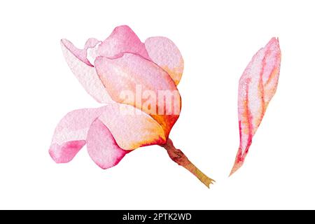 Aquarelle Darstellung der hawaiianischen Plumeria-Blume. Zeichnen von Plumeria in Aquarell auf weißem Hintergrund Stockfoto