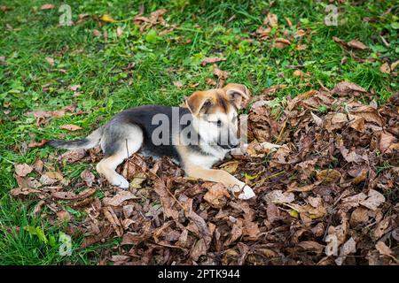 Ein obdachloser kleiner, sehr schöner Hund schaut geradeaus, liegt auf einem trockenen Herbstblatt, ein verspielter Hund Stockfoto