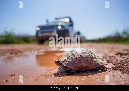 Eine Schildkröte auf einer schlammigen Strecke, vor einigen 4x4-Fahrzeugen. Stockfoto